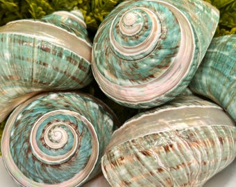 XXL Polished Turbo Jade Shell for Hermit Crabs – Natural Ocean Blemish Variation