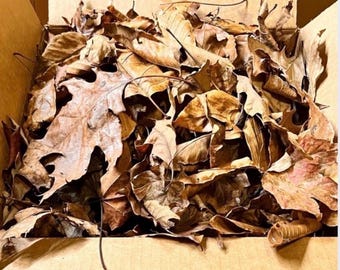 Organic Leaf Litter for Hermit Crabs, Isopods, Reptiles, Vivarium Bedding