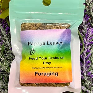 Organic Papaya Leaves for hermit crab food. Foraging for Hermit crabs