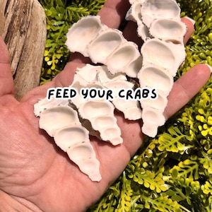 May include: A collection of white, spiral-shaped seashells with a smooth, concave interior texture. The shells are arranged in a cluster, and the text 'FEED YOUR CRABS' is clearly visible in black lettering across the center of the shells.