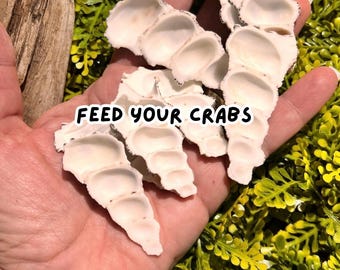 Cerithium Shell Halves, Hermit Crab Food, Isopod Feeding (1-2 inch)
