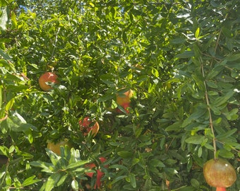 Unrooted Pomegranate Fresh Cuttings for Propagation