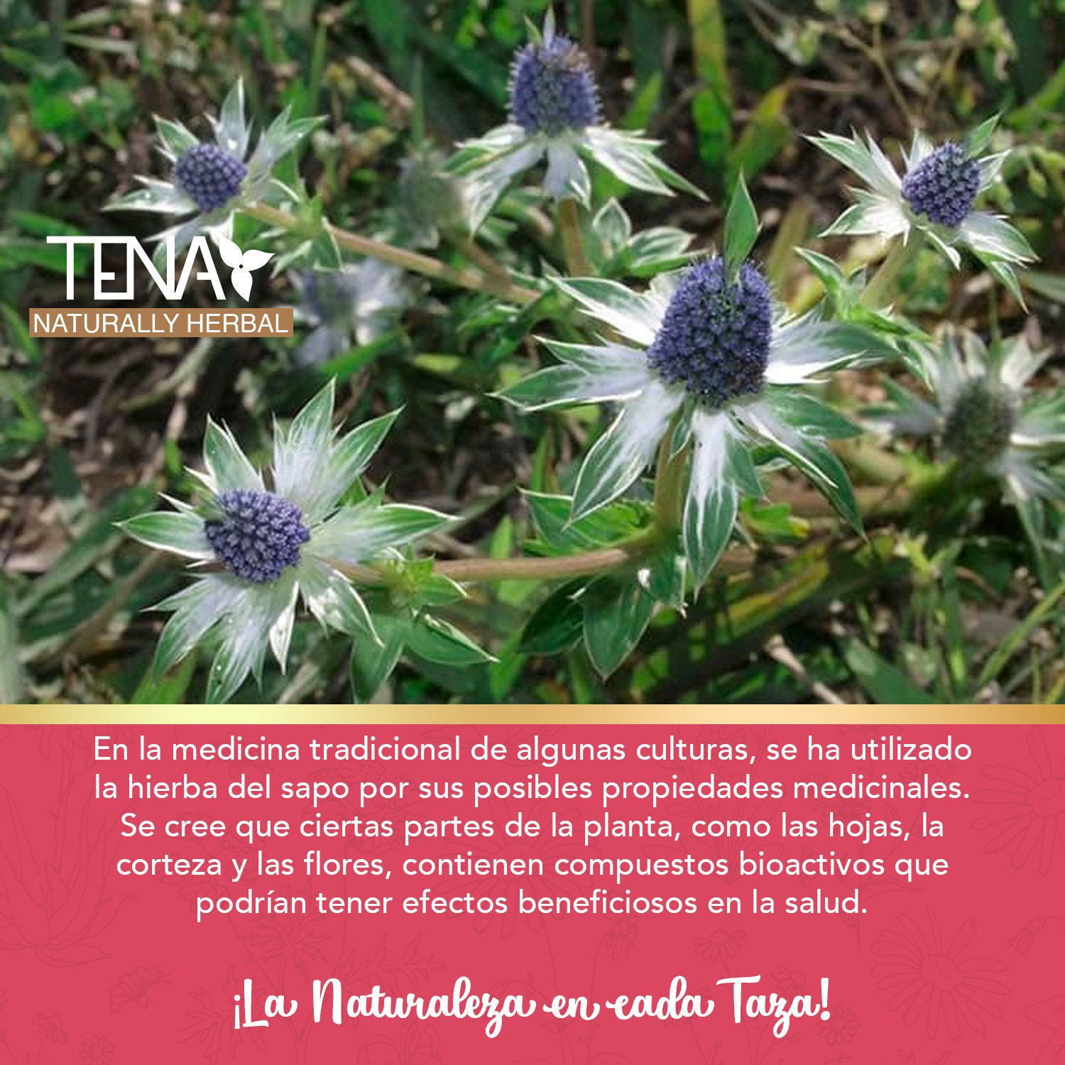 Hierba Del Sapo, Hierba 100 5 Orgánica Para Infusión Eryngium Carlinae