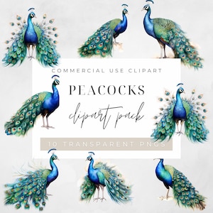 Peacocks Clip Art Pack Watercolour, Clipart or Commercial Use,  Peacock, Bird, Majestic Birds, Wall Art Watercolour PNG
