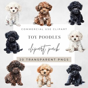 Clipart chiot caniche toy aquarelle, lot, chien, caniche, png transparents, usage commercial