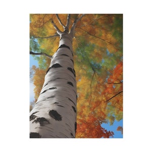Birch in the Blaze of Fall | Colorful leaves on a birch tree | Looking up into fall colors on a tall Birch | Sunlight on a birch in autumn