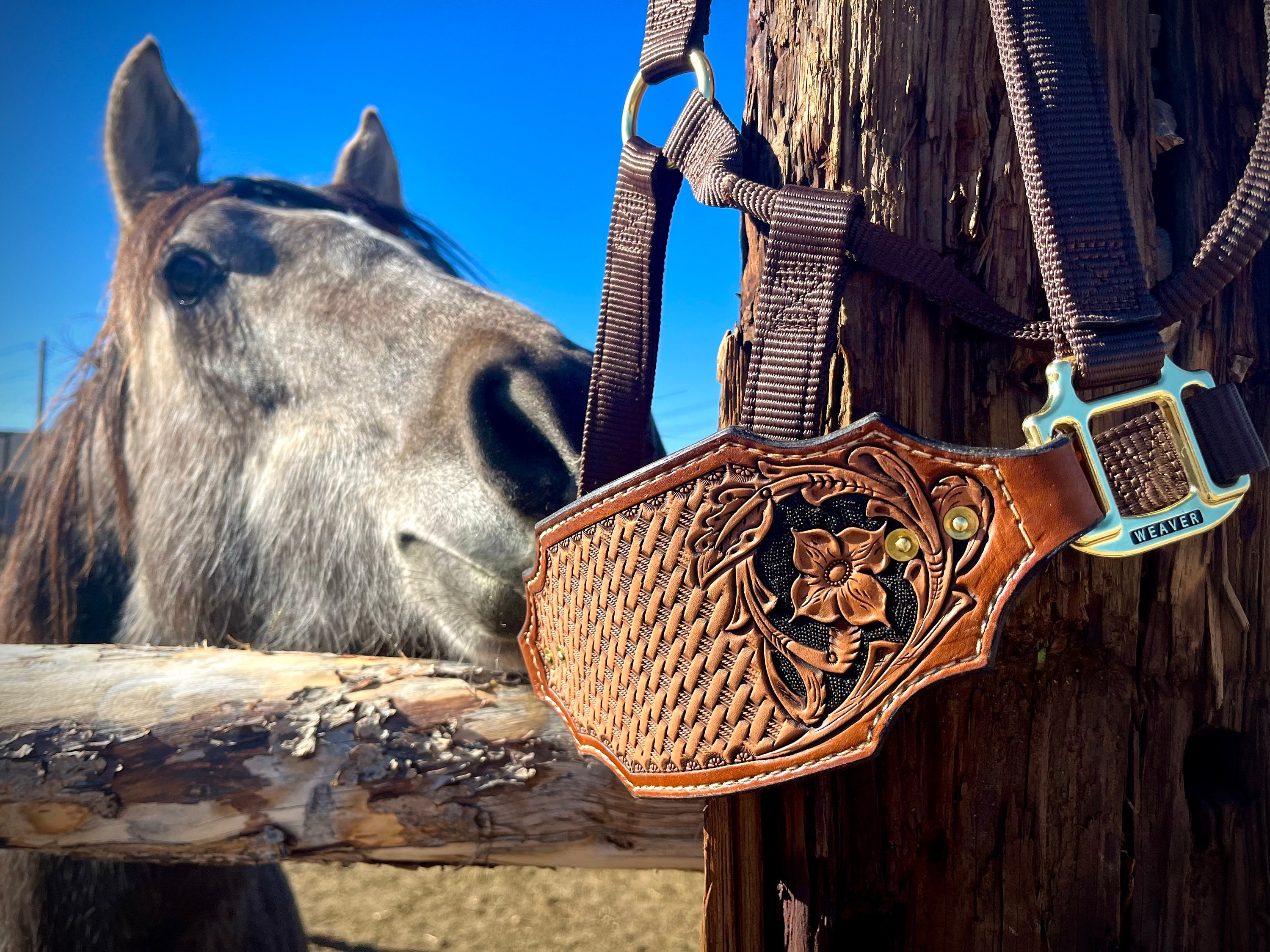 Leather Nose Band for Halter 