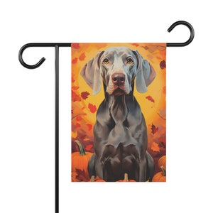 Op de afbeelding: Een grijze Weimaraner-hond zit voor een achtergrond van oranje en gele herfstbladeren en pompoenen.