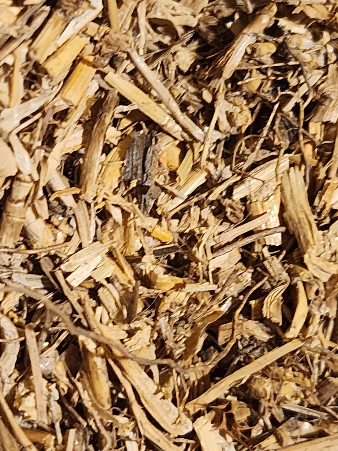 Organic Dog Grass Root - Etsy