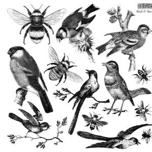 May include: Black and white illustration of birds and bees. The image features a variety of bird species, including a robin, a sparrow, and a finch. There are also several bees, including a bumblebee and a honeybee. The image is set against a white background.