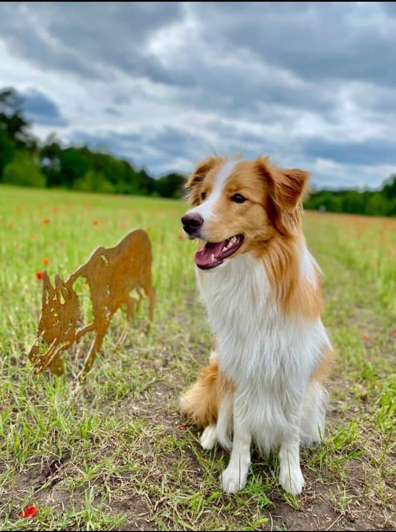 Border Collie statue de jardin en acier corten taille réelle image 3