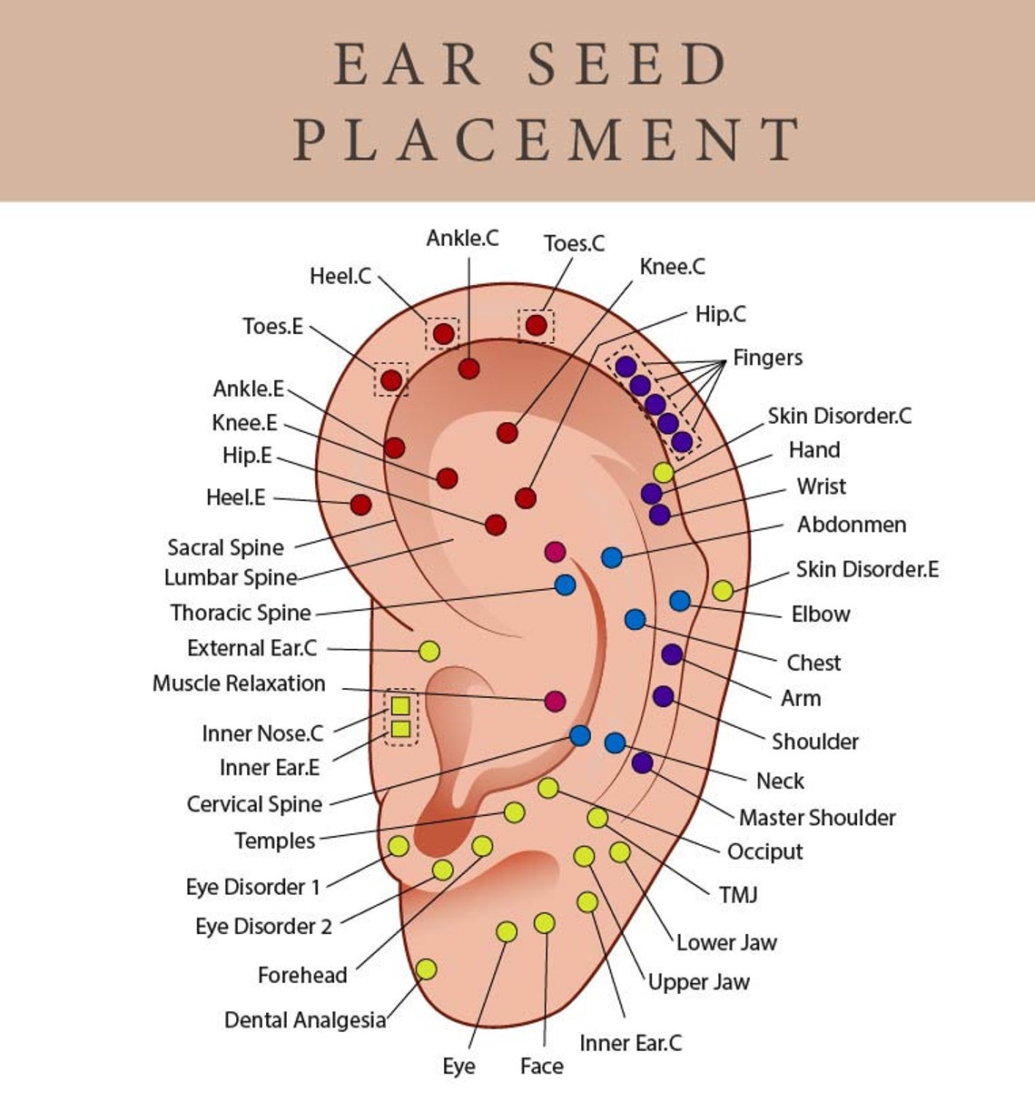 Printable Ear Seed Placement Chart Comprehensive Acupuncture Ear Chart ...
