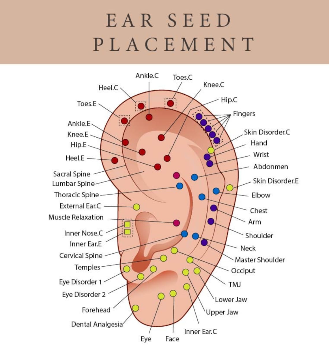 Printable Ear Seed Placement Chart Comprehensive Acupuncture Ear Chart ...