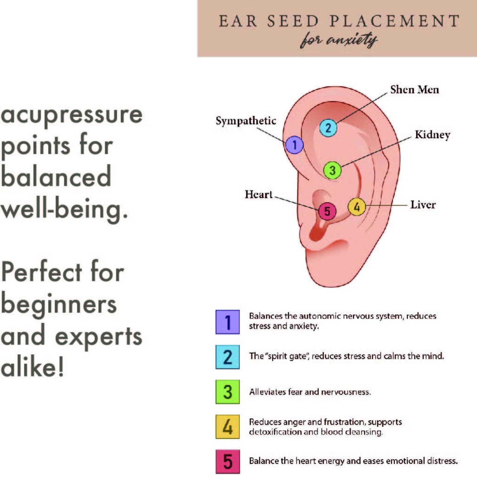 Anxiety Ear Seed Placement Chart, Comprehensive Acupuncture Ear Chart 