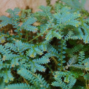 May include: A Selaginella uncinata plant, commonly known as peacock moss, features delicate, fern-like fronds with a distinct iridescent blue-green coloration. The small, overlapping leaves grow on thin, branching stems, creating a dense foliage.