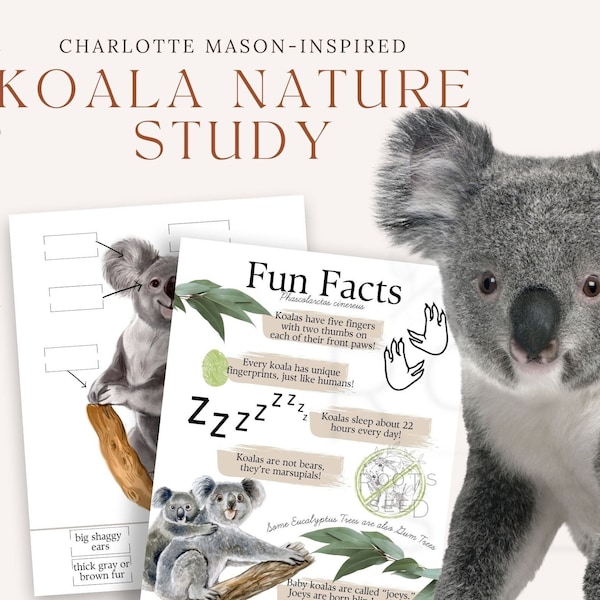 Charlotte Mason Koala Nature Study- Homeschool Mini Unit Study for Preschool and Elementary