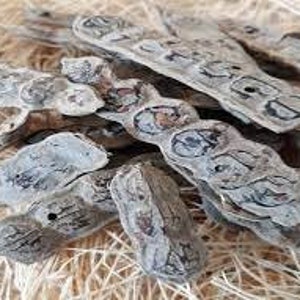 NEP NEP pods, medicinal plants, personal hygiene