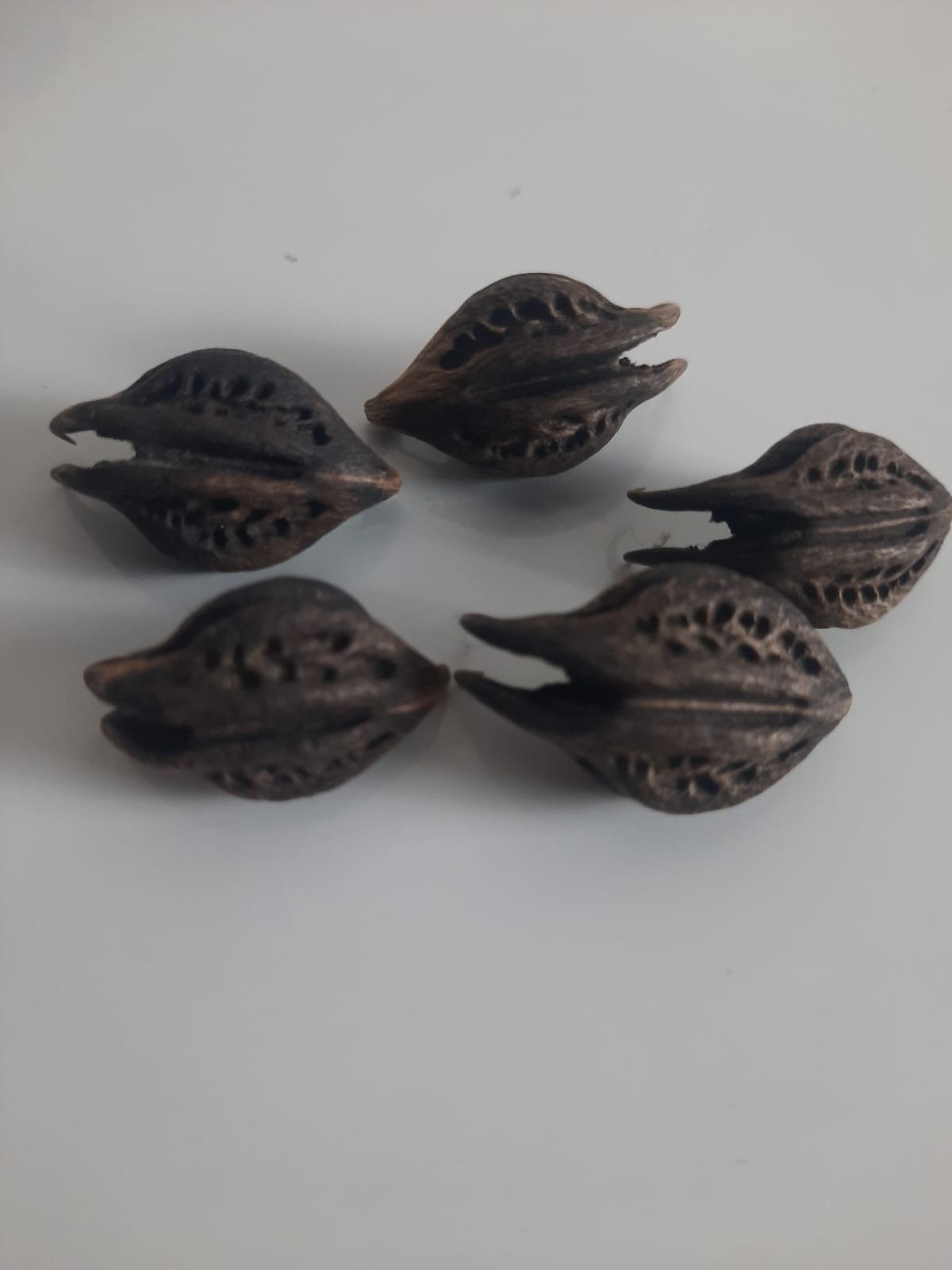 Graines De Griffes De Lion (Martynia Annua) - Lot De 15 - Pour Protection Spirituelle - Neuf
