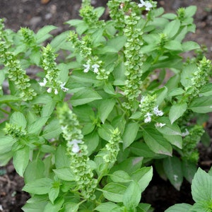 Basilic africain séché , Ocimum gratissimum , tchiayo, clove basil , basilic tropicale ou basilique à thymol,  100% naturel,BIO