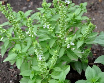 Basilic africain séché , Ocimum gratissimum , tchiayo, clove basil , basilic tropicale ou basilique à thymol,  100% naturel,BIO