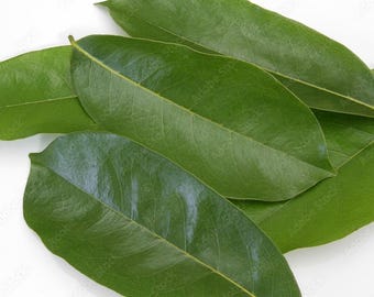 Feuilles de corossol naturellement séchées  bienfaits extraordinaires