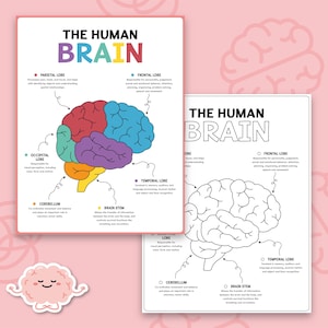 Può includere: Un poster educativo stampabile con un'illustrazione colorata del cervello umano, etichettato con i nomi dei diversi lobi: frontale, parietale, temporale, occipitale, cervelletto e tronco encefalico. Il poster include anche un contorno in bianco e nero del cervello da colorare.