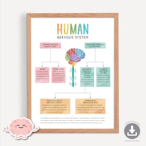 Póster del sistema nervioso humano, respuesta de lucha/huida, descanso y digestión, parasimpático, simpático, impresión de terapia, teoría polivagal 0014