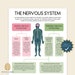 The Human Nervous System, Fight or Flight Response, Rest and Digest ...