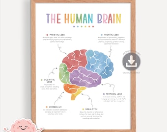 The Human Brain Poster, Mind Body Connection Print, Watercolor Brain Anatomy and Function, Brain Lobes, CBT, Counsellor Office Decor, 0023