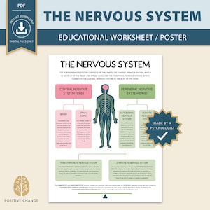 May include: A green and pink infographic poster about the human nervous system. The poster includes a diagram of the brain, spinal cord, and peripheral nervous system. The text "The Nervous System" is at the top of the poster. The poster is made by a psychologist.