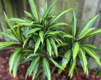 Cordyline Fruticosa Kiwi (Hawaiian Ti) plant