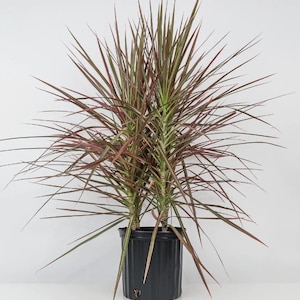Dracaena Marginata Tricolor - Dragon Tree