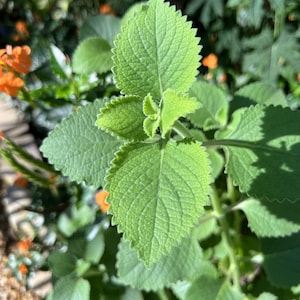 Coleus amboinicus (Cuban Oregano)