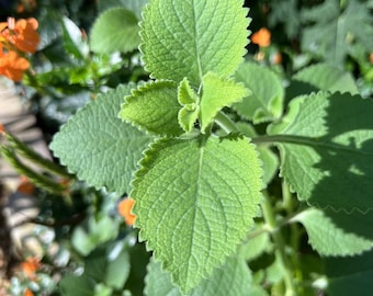 Coleus amboinicus (Cuban Oregano)