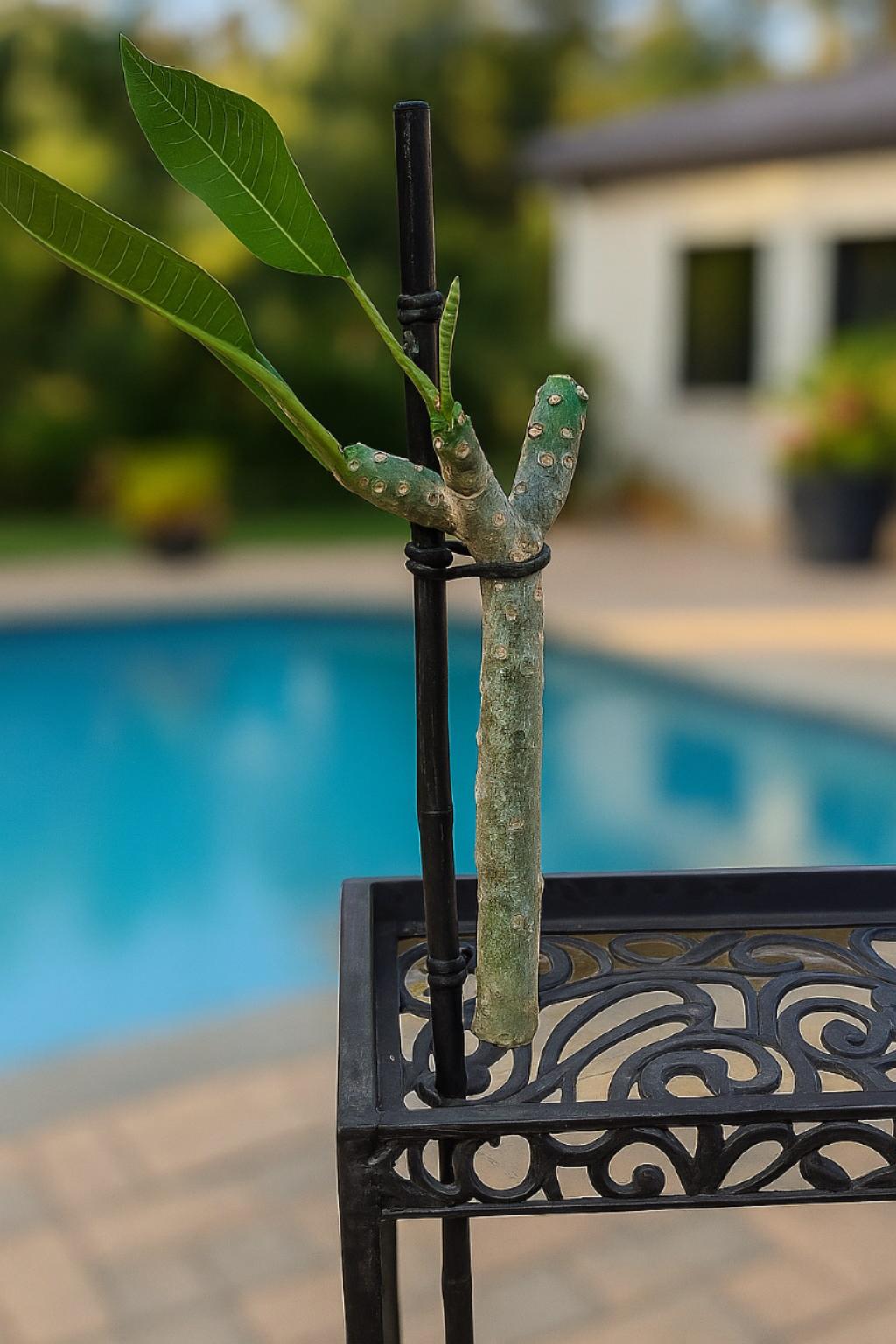 Plumeria Cuttings - Etsy