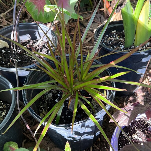 Dracaena Marginata Tricolor - Dragon Tree