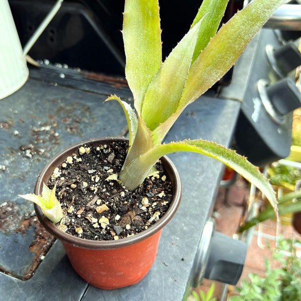 Bilbergia Nutans (Queen’s Tears Bromeliad) houseplant