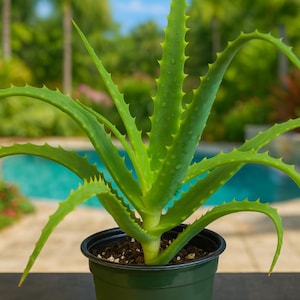 Aloe Arborescens  (Candelabra Aloe)