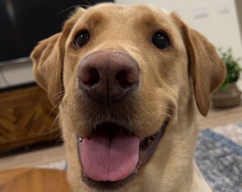 May include: A close-up of a light brown and white Labrador Retriever dog with its tongue sticking out. The dog is looking directly at the camera and has a happy expression on its face.