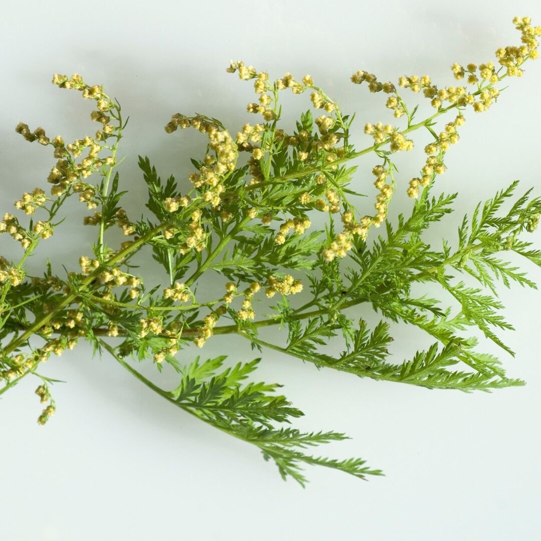 Artemisia Annua Tee Getrockneter Einjähriger Beifuß (Artemisia Annua) - 120 Gramm - 14x14 Cm - Naturprodukt Getrocknete Heilpflanze 120g