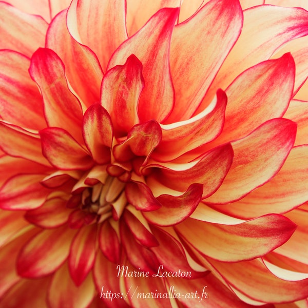 Dahlia photography printable picture, instant download of a macro flowers photography, printable flowers wall art, home decor, wall paper