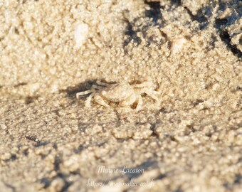 Sand crab on the beach Photography, Printable wall art, digital photograph, crab on the beach picture, instant download, macro sea photo