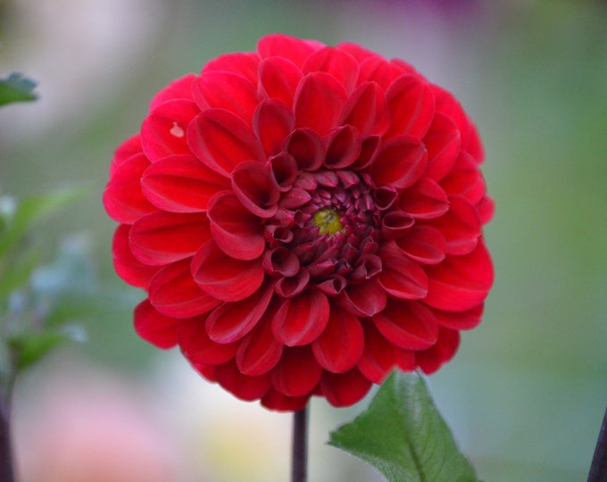 Wisconsin Red Dahlia Tuber