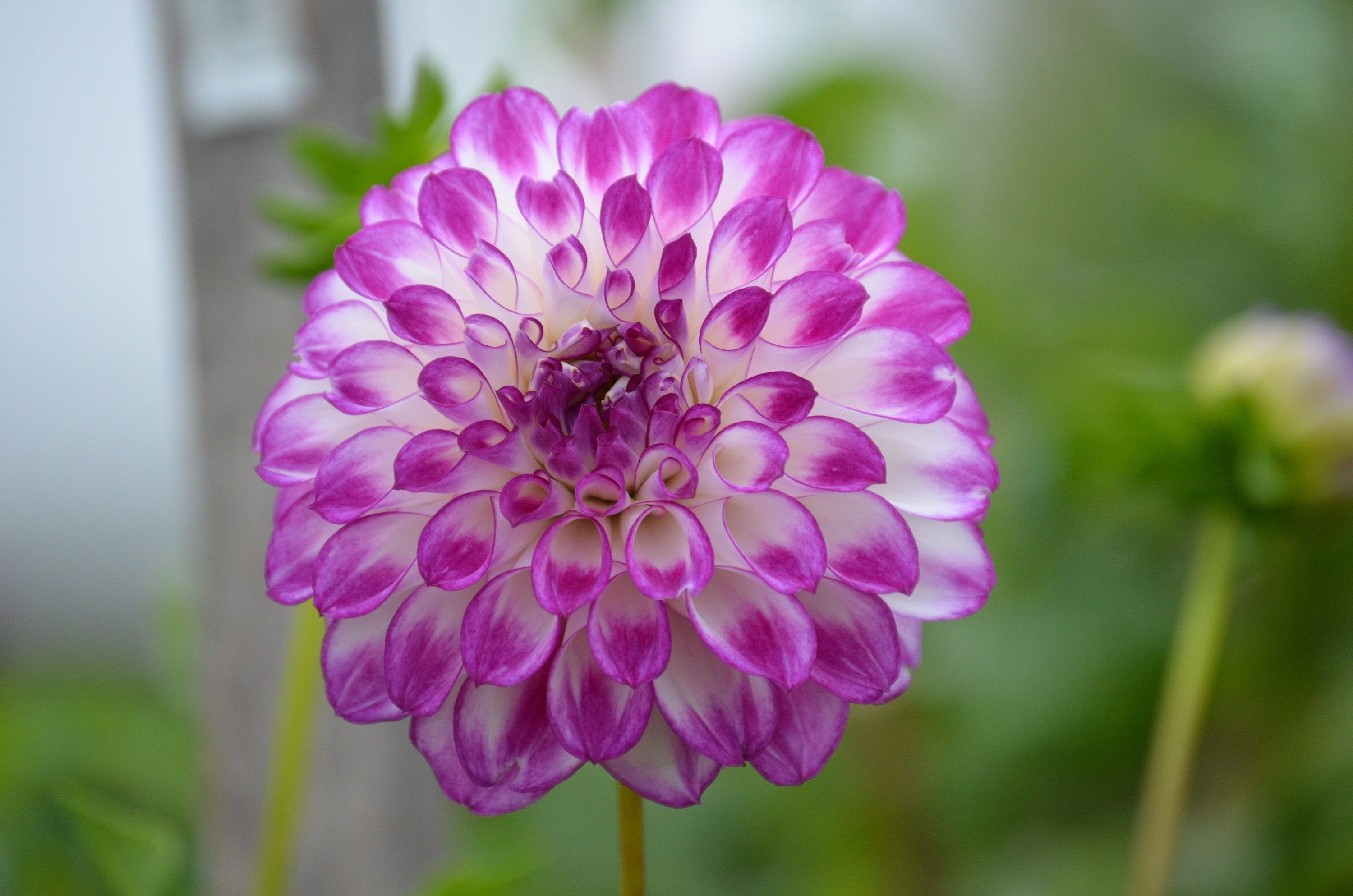 AC Devin Dahlia Tuber - Etsy