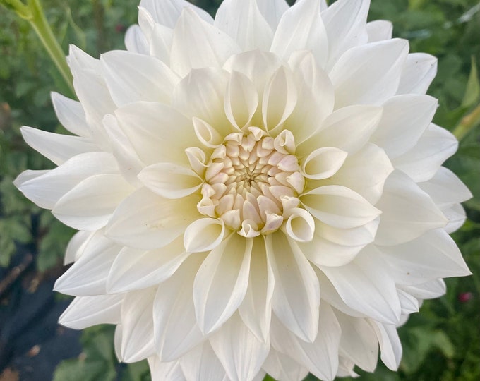 Karma Maarten Dahlia Tuber