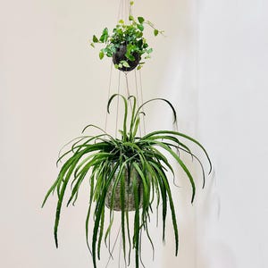 Può includere: Due fioriere sospese con vegetazione. La fioriera superiore è una sfera scura con piccole foglie verdi. La fioriera inferiore è un vaso strutturato di colore chiaro con lunghe foglie verdi pendenti. Entrambe sono sospese dal soffitto.