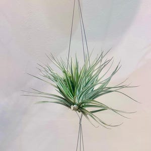 May include: A hanging air plant with long, slender green leaves and a silvery-green centre. The plant is suspended by thin, silver wires against a white background. A unique, low-maintenance houseplant.
