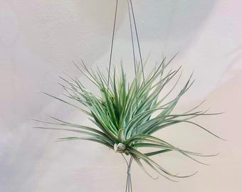 Bella - ミニマリストなミニワイヤーロープハンガー - エアプランツに最適