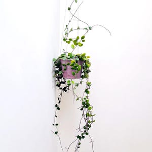 May include: A trailing Hoya plant with small, round, green leaves growing in a matte purple pot. The plant is suspended by thin wires, with long, slender vines cascading downwards and reaching upwards against a plain white background.