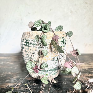 Decorative ceramic plant pot for small plants in pink and green hues